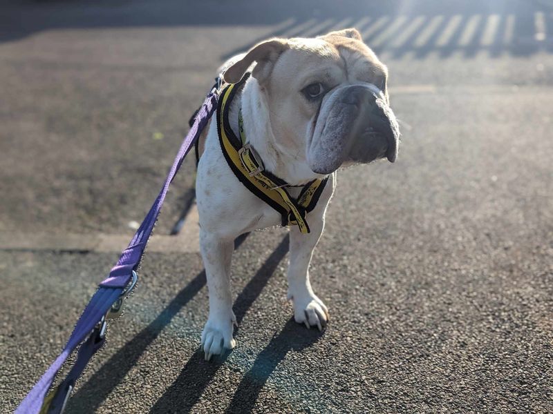 English Bulldog for adoption in Mid Glamorgan, Wales – 7 years old - Image 1 of 6