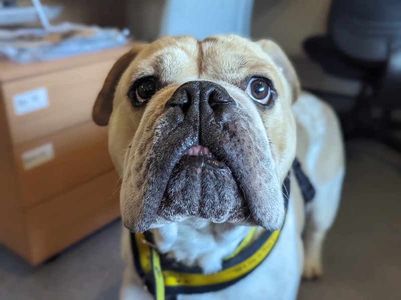 English Bulldog for adoption in Mid Glamorgan, Wales – 7 years old - Image 5 of 6