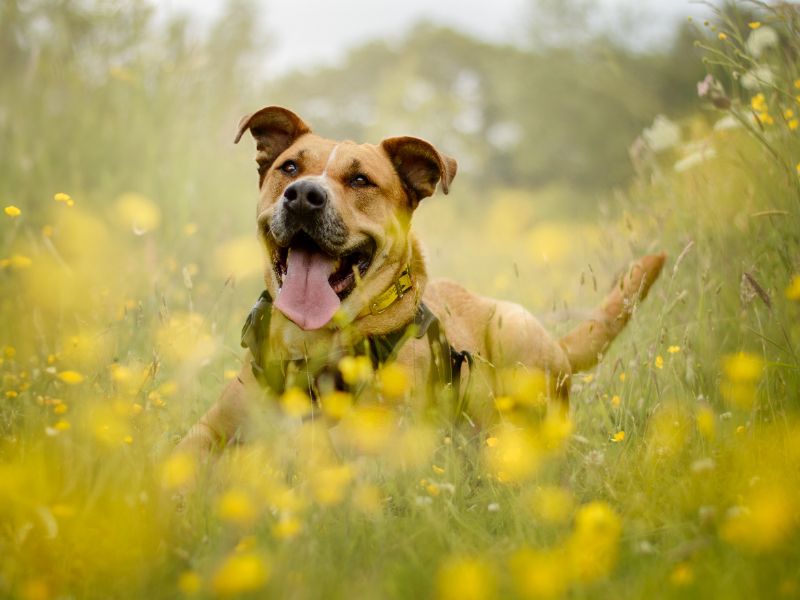 Dior | Retriever (Labrador) Cross | Kenilworth (West Midlands) - 1