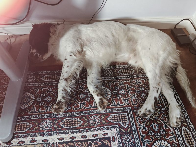 Springer Spaniel for adoption in West Calder, West Lothian – 6 years old - Image 2 of 4