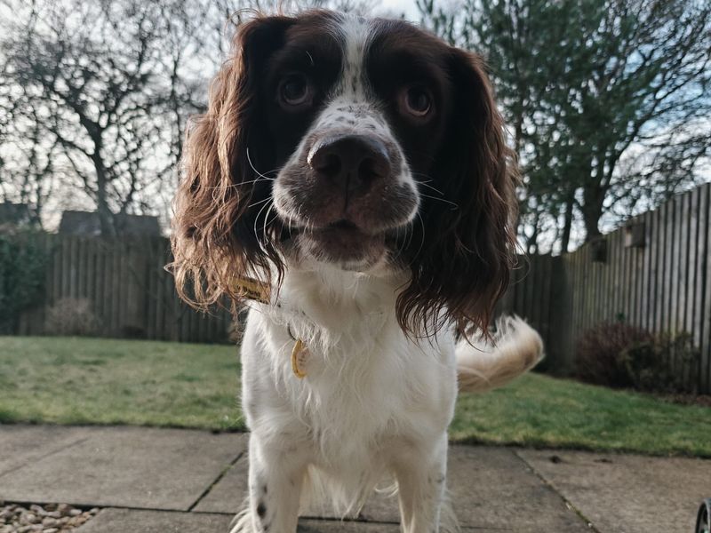 Springer Spaniel for adoption in West Calder, West Lothian – 6 years old - Image 3 of 4