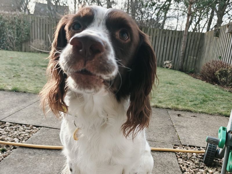Springer Spaniel for adoption in West Calder, West Lothian – 6 years old - Image 4 of 4
