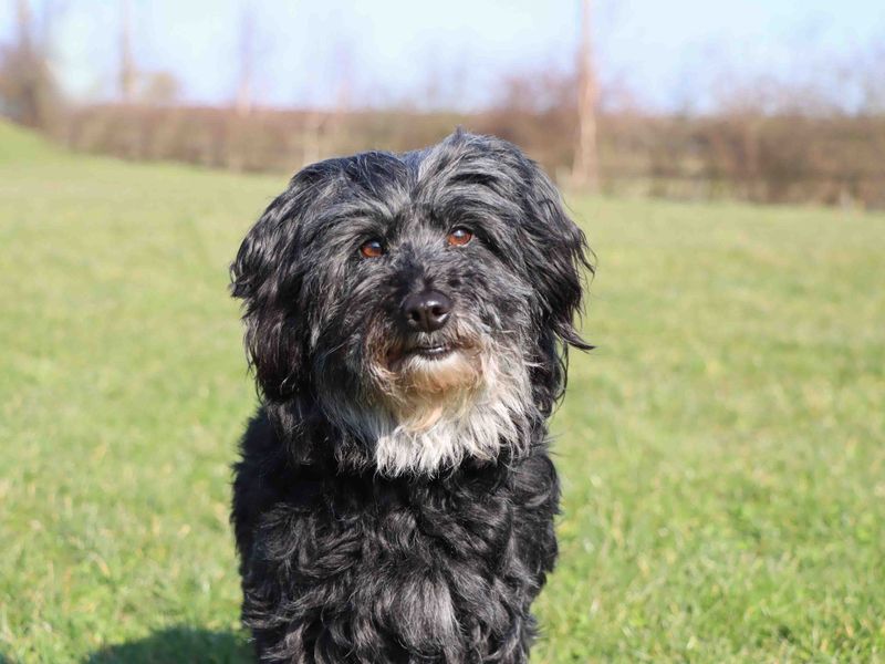 Elsa for sale in Sadberge, Co Durham