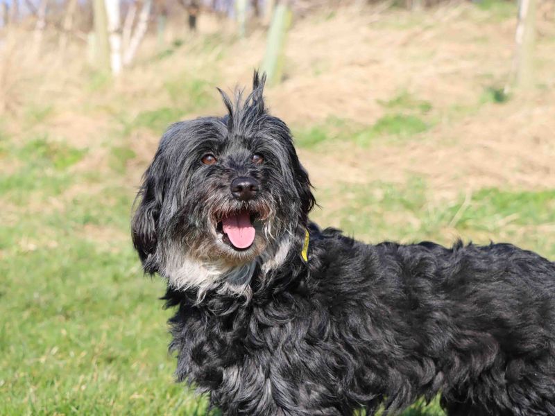 Elsa for sale in Sadberge, Co Durham | Image 2