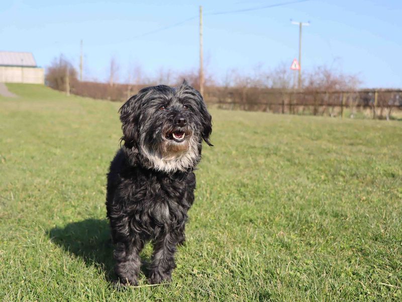 Elsa for sale in Sadberge, Co Durham - Image 3