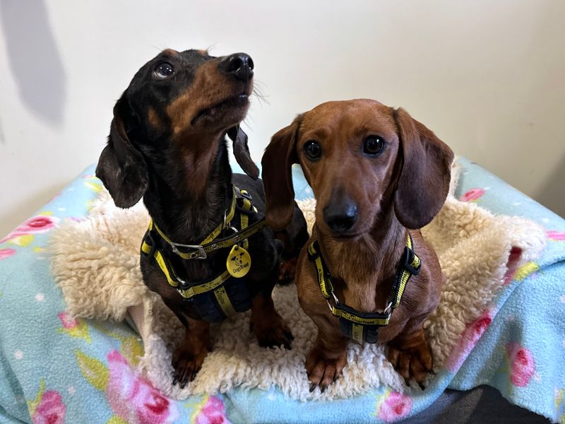 Dachshund for adoption in Shoreham by Sea, West Sussex – 4 years old