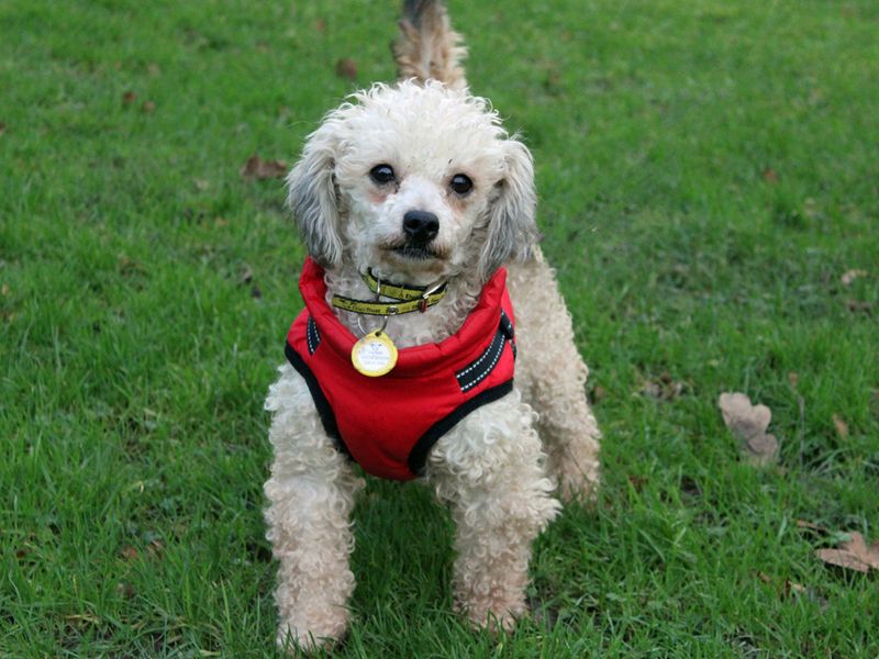 Poodle for adoption in Liverpool, Merseyside – 4 years old - Image 3 of 3