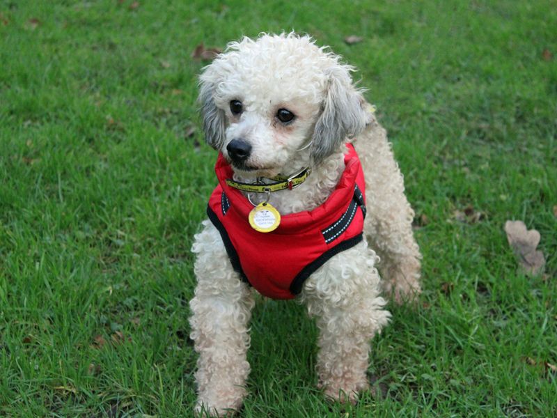 Poodle for adoption in Liverpool, Merseyside – 4 years old - Image 2 of 3