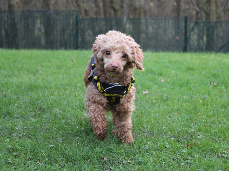 Poodle for adoption in Liverpool, Merseyside – 7 years old - Image 2 of 3