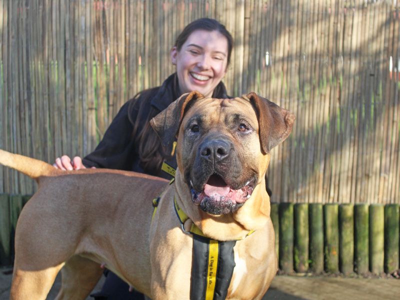 Skylar | Mastiff Cross | Merseyside (Liverpool) - 1