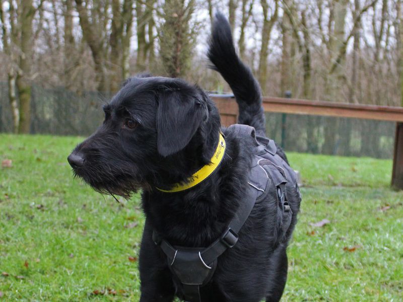 Poodle for adoption in Liverpool, Merseyside – 3 years old - Image 3 of 3