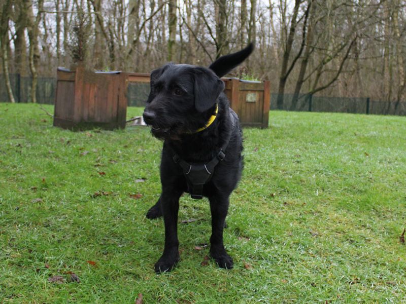Poodle for adoption in Liverpool, Merseyside – 3 years old