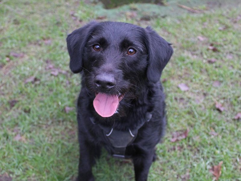Poodle for adoption in Liverpool, Merseyside – 3 years old - Image 2 of 3