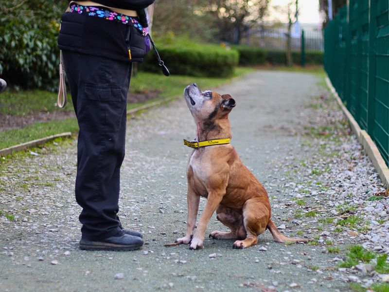 Rocco for sale in Manchester, Greater Manchester | Image 3