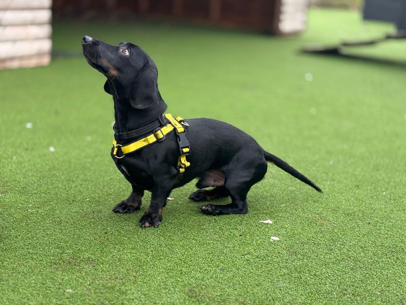 Lil Trev for sale in Wymeswold, Leicestershire
