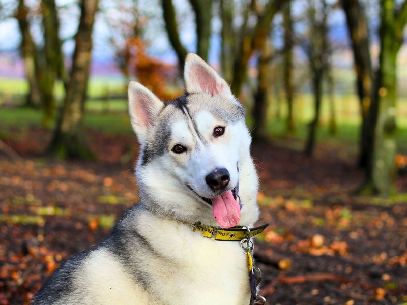 Zeus | Siberian Husky | Manchester - 1