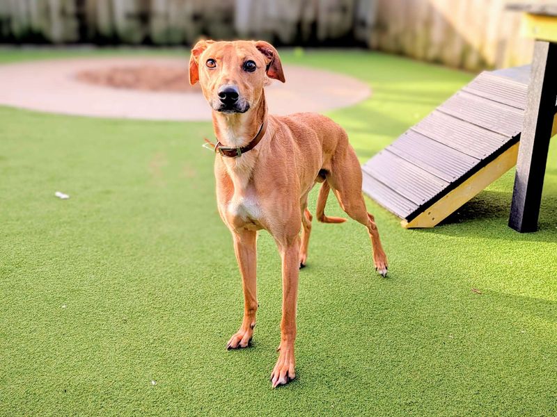Greyhound for adoption in Cardiff, Glamorgan – 3 years old