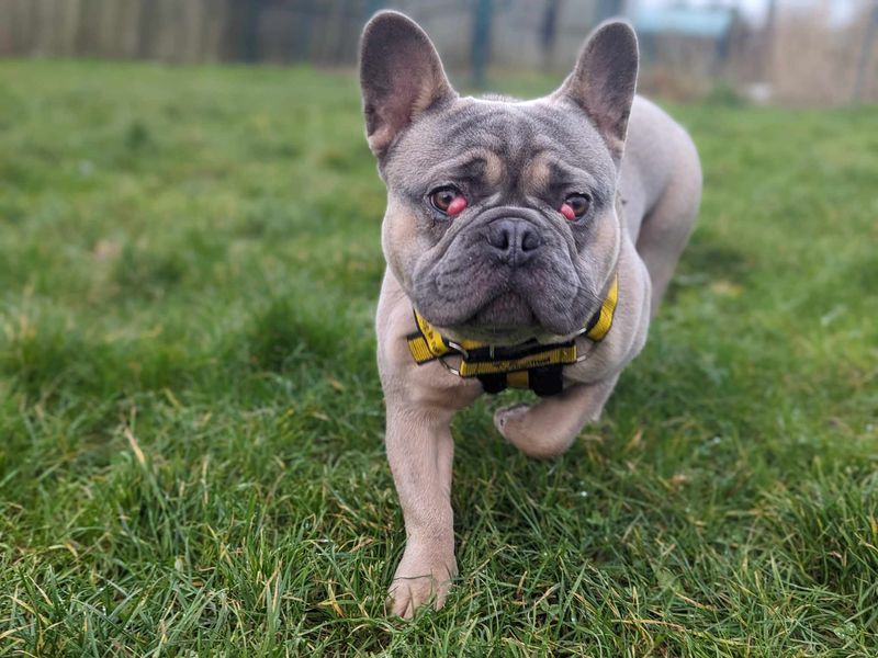 Pogo for sale in Mid Glamorgan, Wales | Image 3