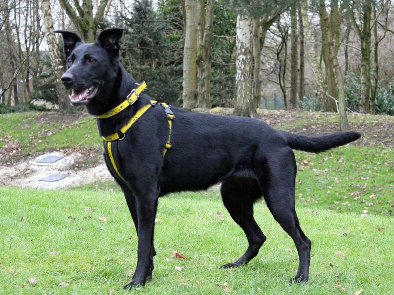 Nala for sale in Liverpool, Merseyside | Image 2