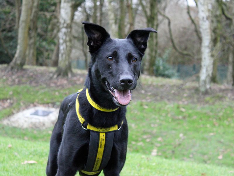 Nala for sale in Liverpool, Merseyside | Image 3