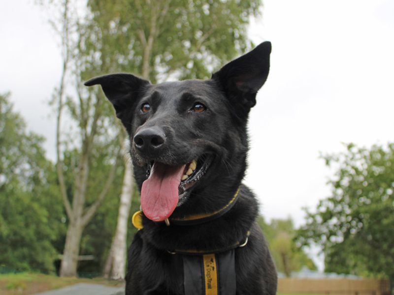 Nala | German Shepherd Dog Cross | Merseyside (Liverpool) - 1