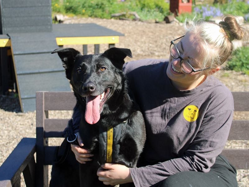 Nala | German Shepherd Dog Cross | Merseyside (Liverpool) - 1