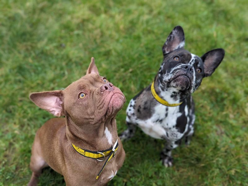 French Bulldog for adoption in Mid Glamorgan, Wales – 1 year old - Image 3 of 5