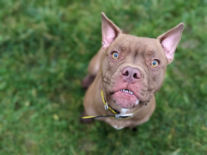 French Bulldog for adoption in Mid Glamorgan, Wales – 1 year old - Image 4 of 5