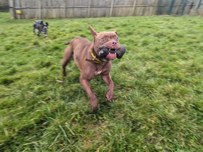 French Bulldog for adoption in Mid Glamorgan, Wales – 1 year old - Image 5 of 5