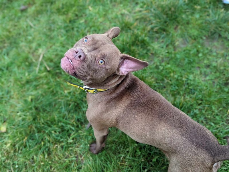 French Bulldog for adoption in Mid Glamorgan, Wales – 1 year old - Image 2 of 5