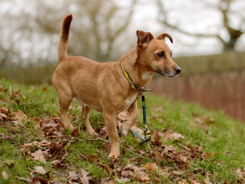 Jack Russell for adoption in Kenilworth, Warks – 5 years old - Image 3 of 4