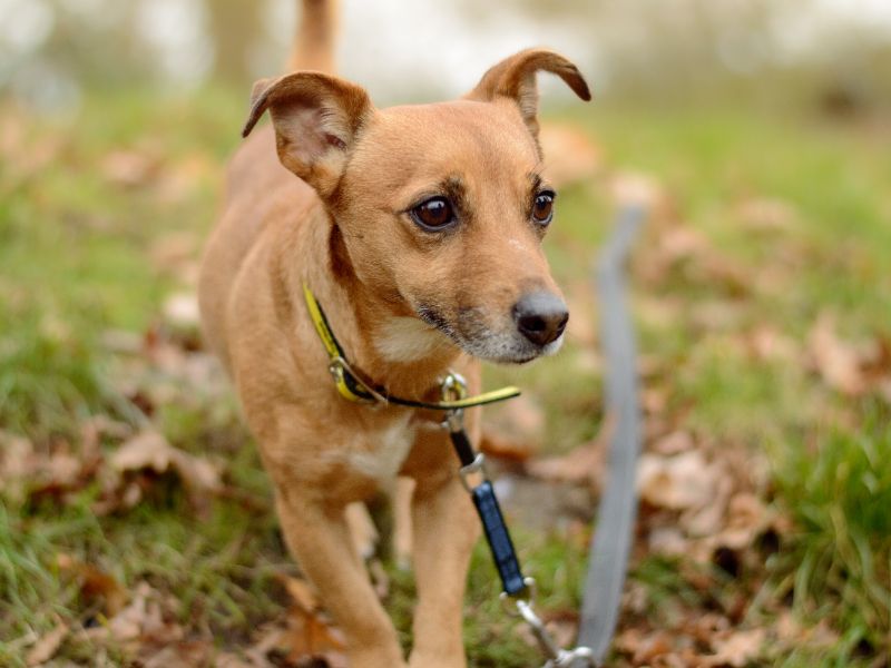 Jack Russell for adoption in Kenilworth, Warks – 5 years old - Image 4 of 4