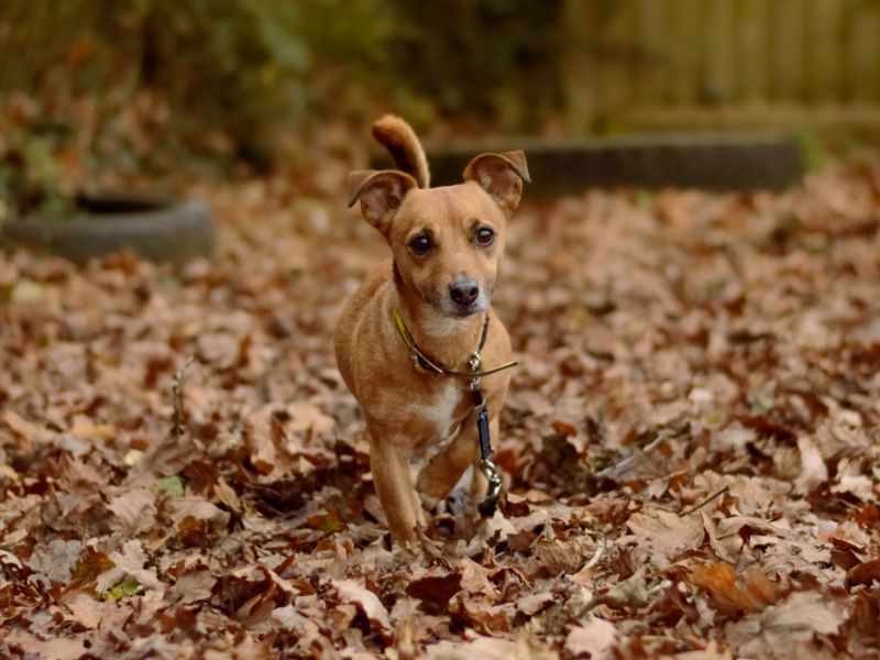 Jack Russell for adoption in Kenilworth, Warks – 5 years old - Image 2 of 4