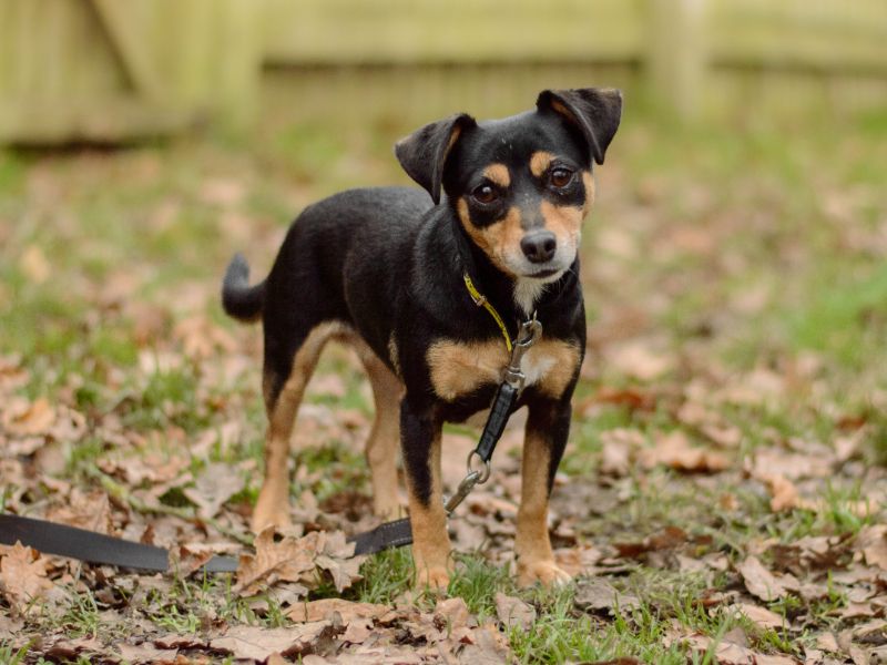 Jack Russell Terrier for adoption in Kenilworth, Warks – 5 years old - Image 2 of 2