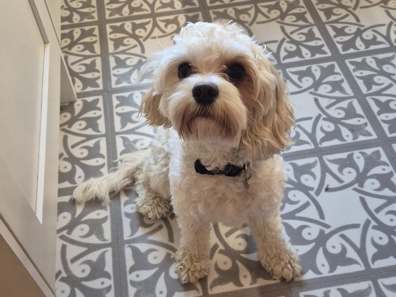 Pippa for sale in Newbury, Berks - Image 2