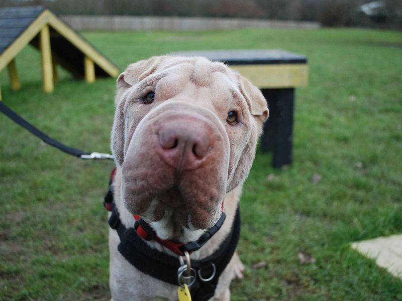 Chappo | Shar Pei | Newbury (Berkshire) - 1