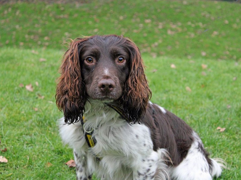 Springer Spaniel for adoption in Liverpool, Merseyside – 3 years old - Image 3 of 3