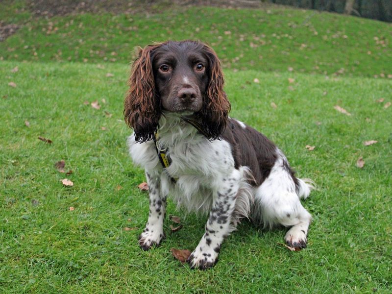 Springer Spaniel for adoption in Liverpool, Merseyside – 3 years old - Image 2 of 3