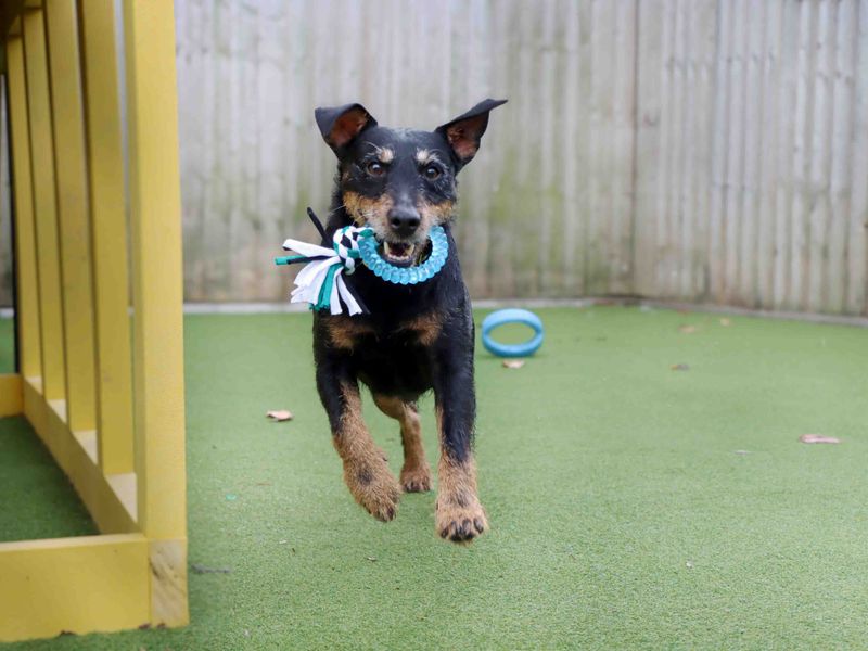 Rizzler | Terrier (Lakeland) | Darlington - 1