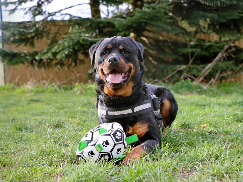 Chief | Rottweiler | Darlington - 1