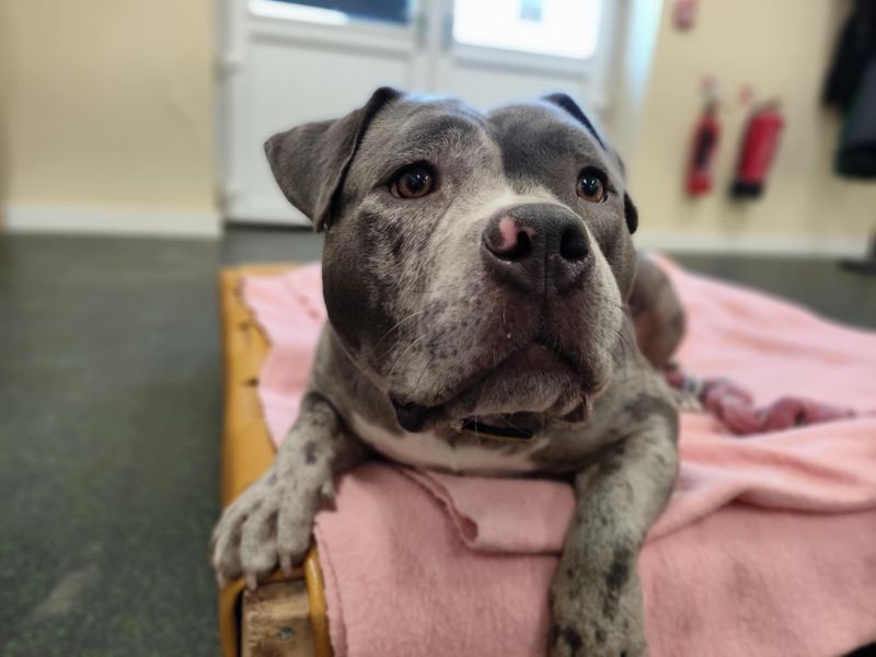 Gigi | American Bully Pocket | Evesham (Worcestershire) - 1