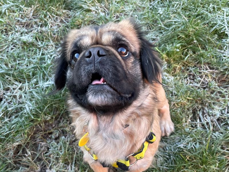 Chihuahua for adoption in Wymeswold, Leicestershire – 4 years old - Image 2 of 2