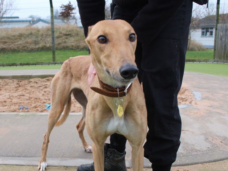 Greyhound for adoption in Evesham, Worcestershire – 5 years old - Image 2 of 4