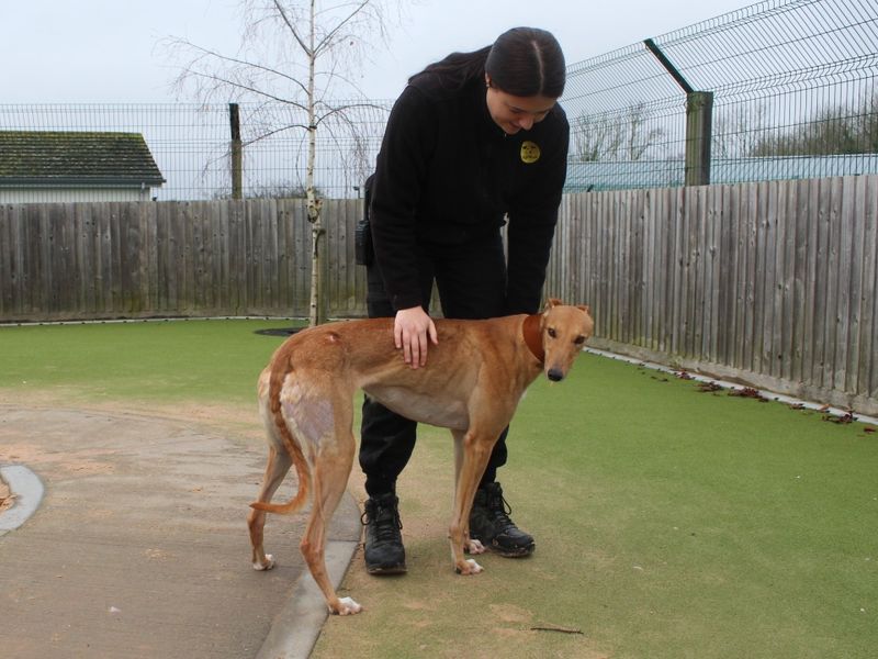 Greyhound for adoption in Evesham, Worcestershire – 5 years old - Image 4 of 4