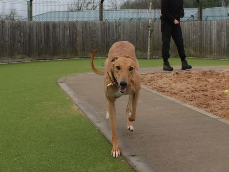 Greyhound for adoption in Evesham, Worcestershire – 5 years old - Image 3 of 4