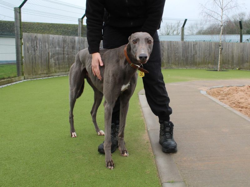 Greyhound for adoption in Evesham, Worcestershire – 5 years old - Image 3 of 3