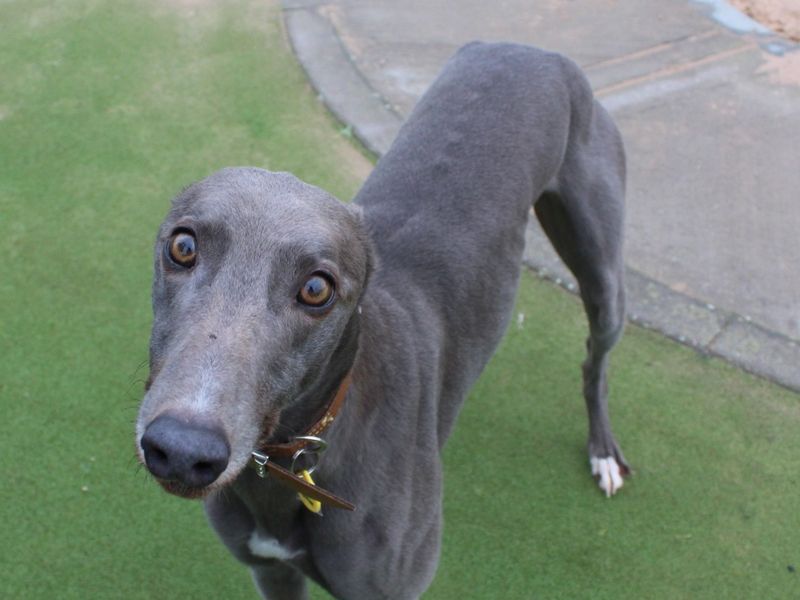Greyhound for adoption in Evesham, Worcestershire – 5 years old - Image 1 of 3