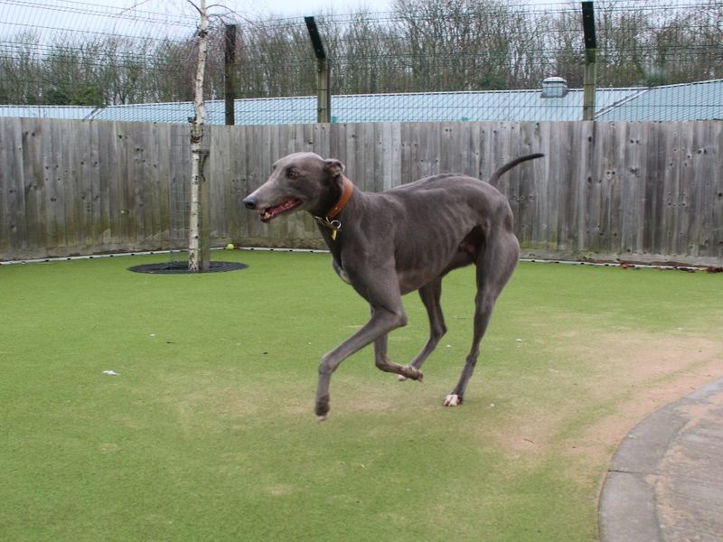 Greyhound for adoption in Evesham, Worcestershire – 5 years old - Image 2 of 3