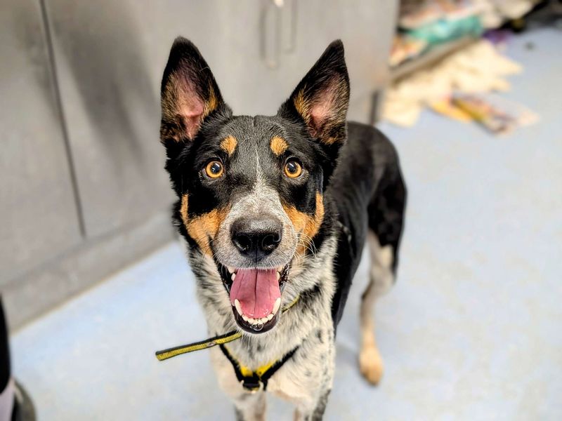 Border Collie for adoption in Cardiff, Glamorgan – 3 years old - Image 2 of 4