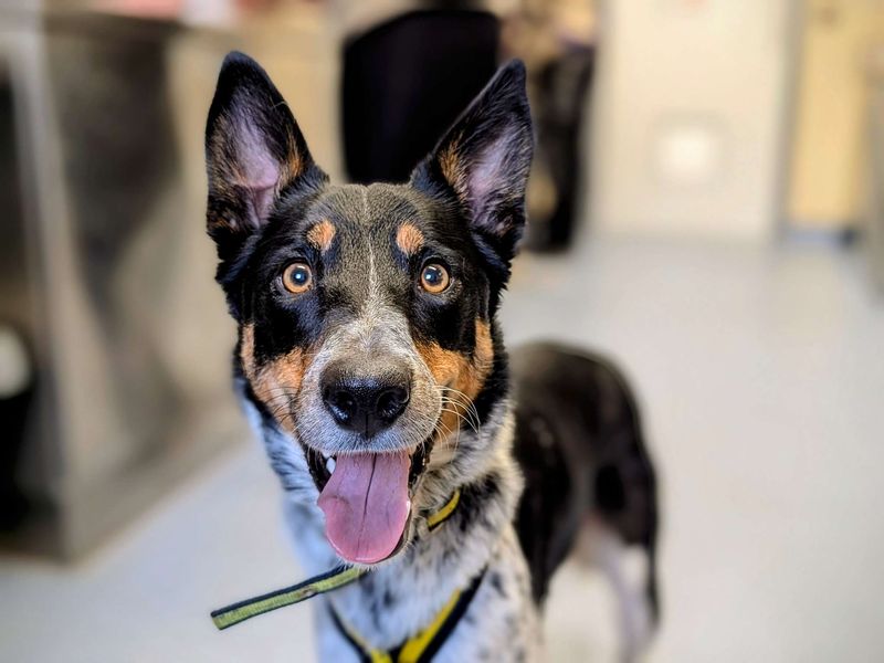 Border Collie for adoption in Cardiff, Glamorgan – 3 years old - Image 3 of 4
